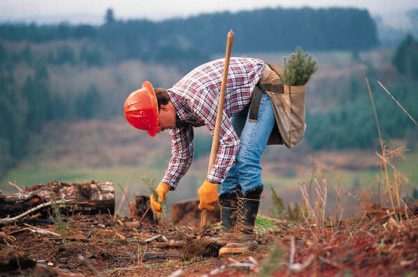 Preserving Forests take it as career Img source: Baylor