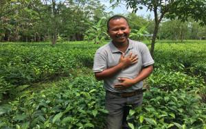 Elephant Friendly Tea Estate