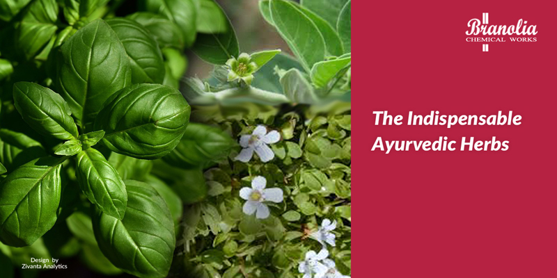 Essential Ayurvedic Herbs - Branolia Chemicals