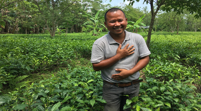 Assam Gives to the World the First Elephant Friendly Tea Estate