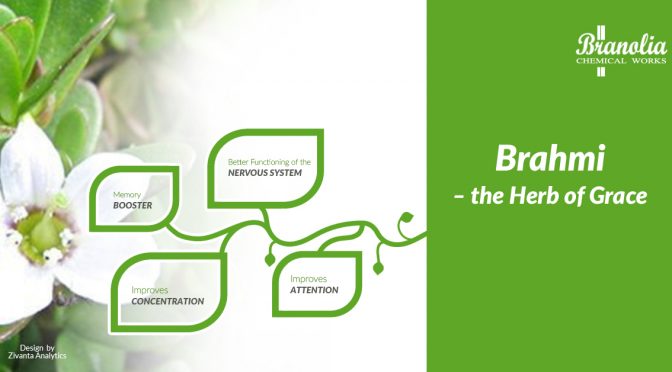 Brahmi – the Herb of Grace